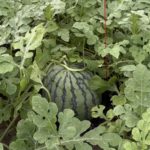 坂口農産のスイカが順調に育ってきました