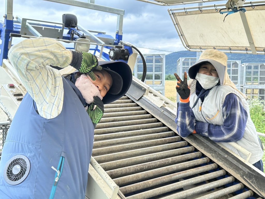 坂口農産の玉ねぎ収穫の様子