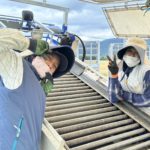 坂口農産の玉ねぎ収穫の様子