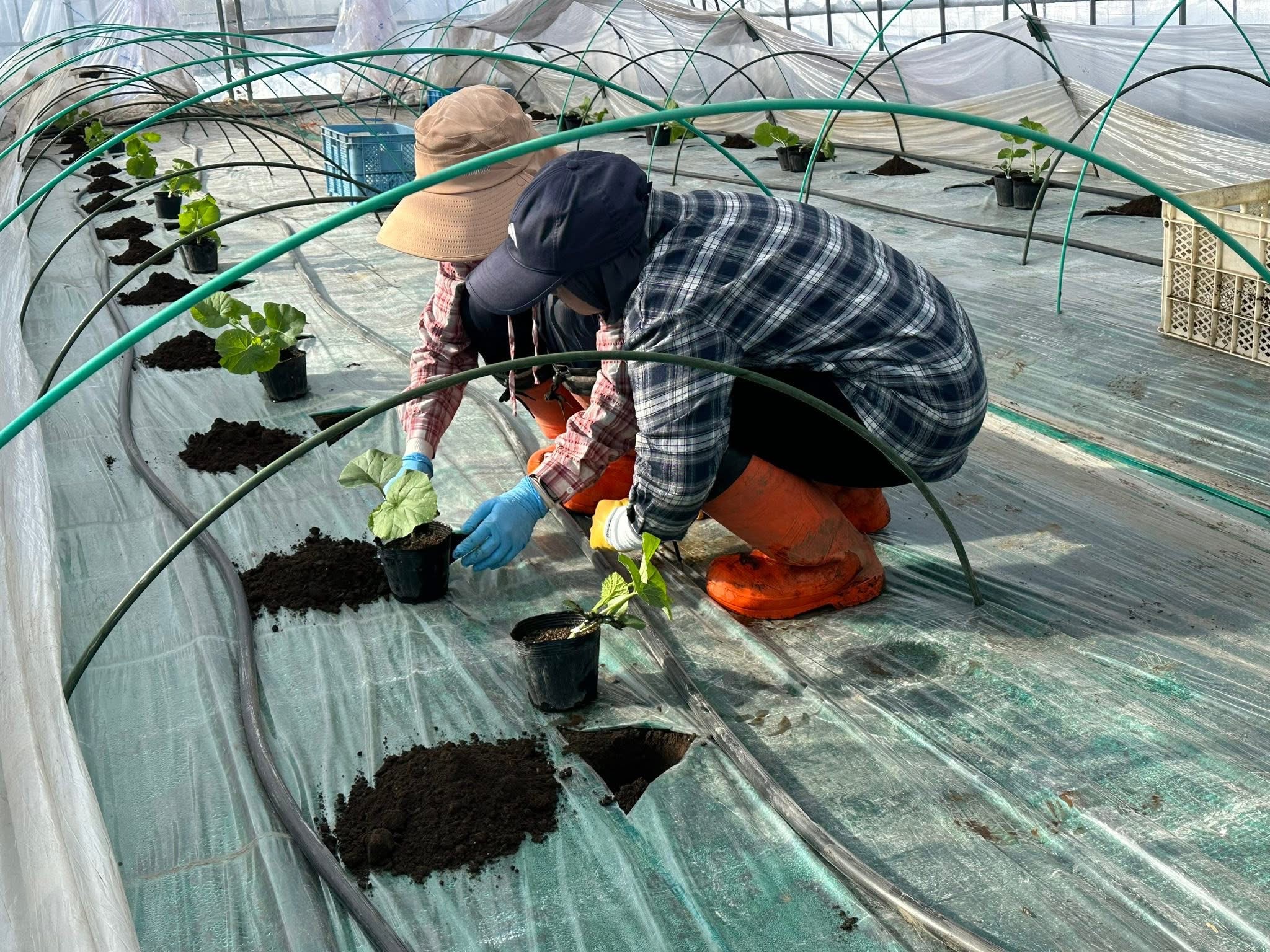 2026年メロン定植作業